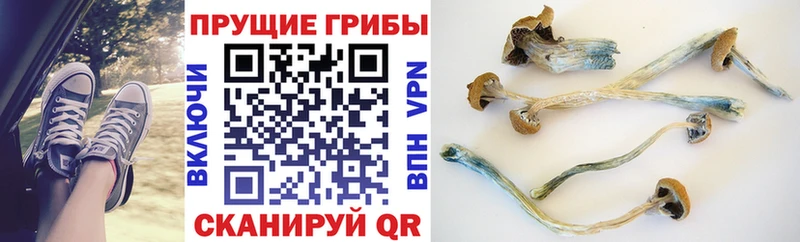 Купить закладки  Нытва  Галлюциногенные грибы Psilocybine cubensis 